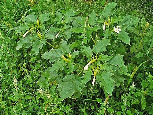 La mauvaise herbe datura appartient aux solanacées et peut également attirer la teigne de la pomme de terre. La mauvaise herbe datura appartient aux solanacées et peut également attirer la teigne de la pomme de terre.
