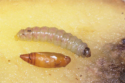 Sur la photo - chenille et nymphe de la teigne de la pomme de terre Sur la photo - chenille et nymphe de la teigne de la pomme de terre