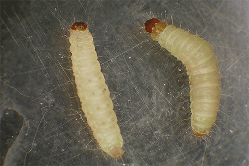 Ce sont précisément les larves de mites (et non les papillons) qui sont les nuisibles abîmant nos aliments et nos vêtements Ce sont précisément les larves de mites (et non les papillons) qui sont les nuisibles abîmant nos aliments et nos vêtements