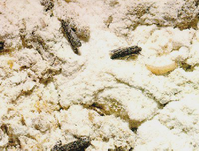 Dans la farine, vous pouvez trouver des papillons, des larves et des cocons de teigne alimentaire Dans la farine, vous pouvez trouver des papillons, des larves et des cocons de teigne alimentaire