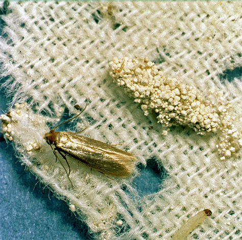 Larve et papillon de la teigne des vêtements Larve et papillon de la teigne des vêtements