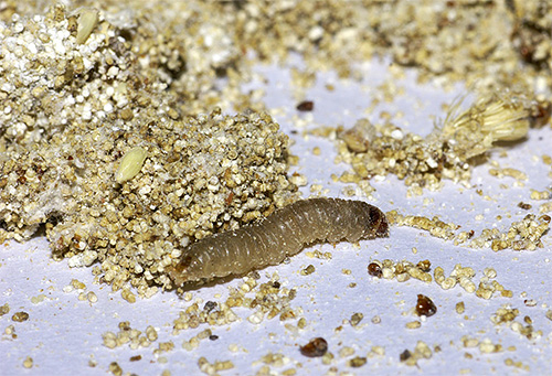Comme toute autre chenille, la larve de la mite possède plusieurs paires de pattes Comme toute autre chenille, la larve de la mite possède plusieurs paires de pattes