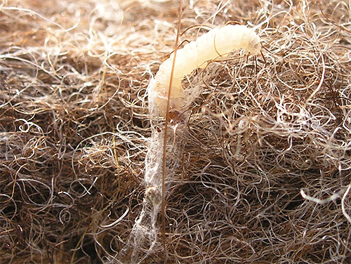 La larve de la mite des meubles tisse son cocon à partir de résidus de tissus endommagés La larve de la mite des meubles tisse son cocon à partir de résidus de tissus endommagés