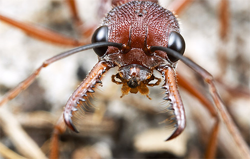Les fourmis bulldog ont des mandibules puissantes Les fourmis bulldog ont des mandibules puissantes