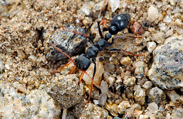 Ces insectes ont non seulement des mâchoires puissantes, mais aussi un dard redoutable Ces insectes ont non seulement des mâchoires puissantes, mais aussi un dard redoutable