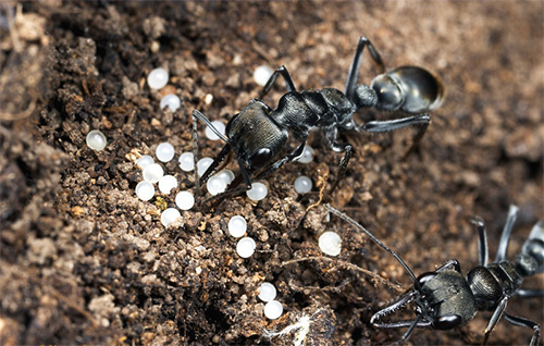 Les fourmis consomment des œufs trophiques en cas de pénurie de nourriture Les fourmis consomment des œufs trophiques en cas de pénurie de nourriture