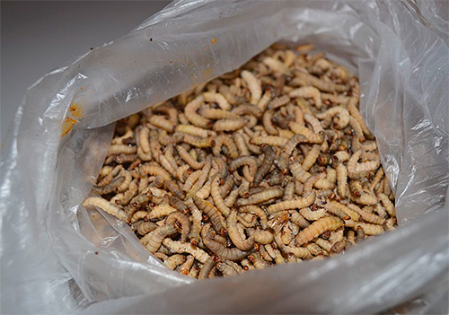 Chenilles de la teigne de la cire