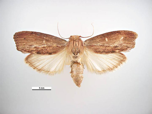 Papillon de la teigne de la ruche (autre nom : teigne de la cire)