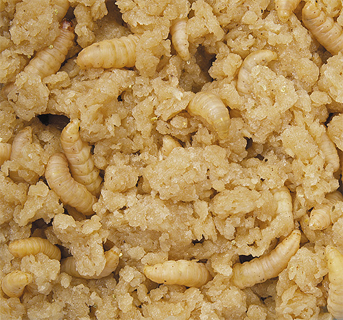 Les larves de la teigne de la ruche consomment activement le pollen et la cire