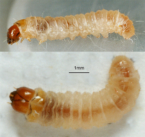 Les chenilles des mites possèdent un puissant appareil broyeur, ce sont donc elles, et non les papillons de nuit, qui endommagent les aliments et les vêtements. Les chenilles des mites possèdent un puissant appareil broyeur, ce sont donc elles, et non les papillons de nuit, qui endommagent les aliments et les vêtements.