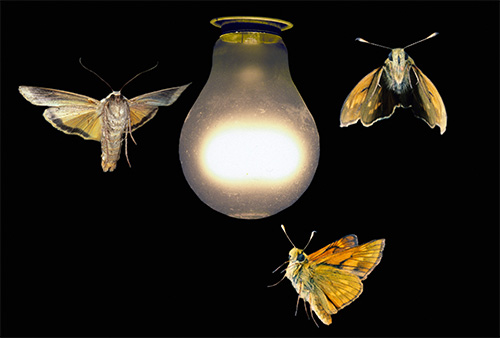 Bien que les papillons causent quelques désagréments en volant vers la lumière des lampes, ils ne peuvent piquer personne. Bien que les papillons causent quelques désagréments en volant vers la lumière des lampes, ils ne peuvent piquer personne.