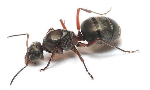 Habituellement, dans la fourmilière des fourmis rousses, il n'y a qu'une seule reine