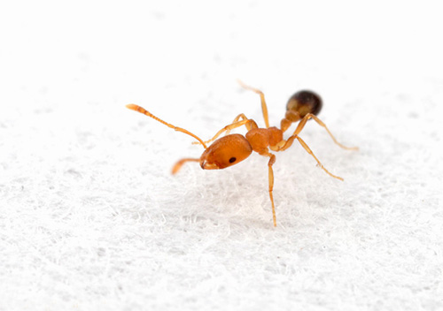 La fourmi rousse domestique est un véritable nuisible dans la cuisine