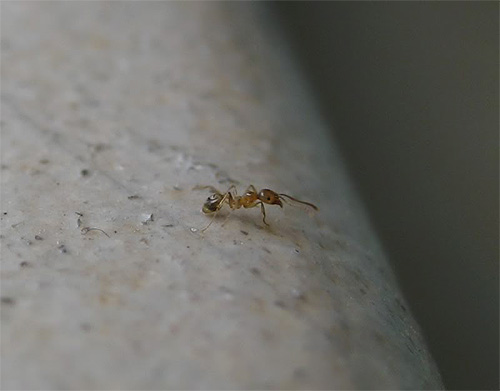 Quant à la fourmi rousse domestique, il est difficile de la distinguer même de près