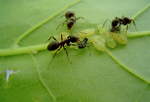 Les fourmis des bois aiment se régaler du miellat sucré sécrété par les pucerons.