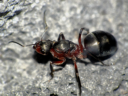 Sur la photographie, la reine des fourmis rousses des bois en gros plan