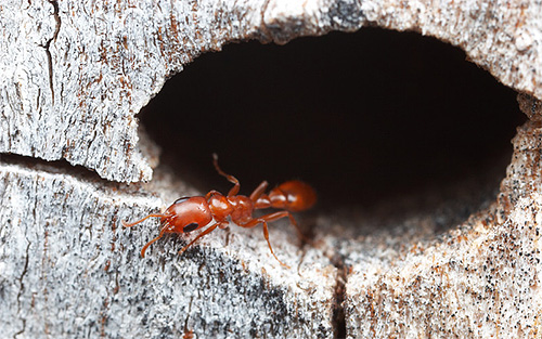 La durée de vie des fourmis dépend en grande partie de leur espèce et des fonctions qu'elles remplissent
