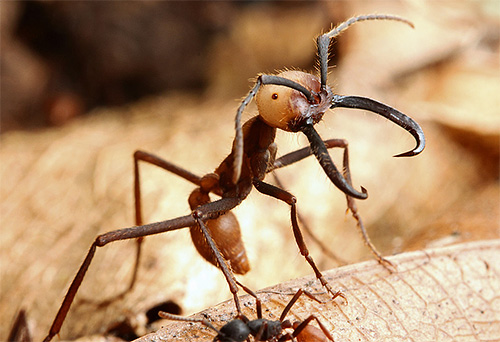 Les fourmis nomades ne peuvent pas se vanter d'une durée de vie aussi longue que les fourmis bulldog, mais elles sont connues pour d'autres records