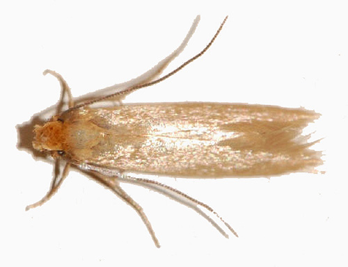 Il faut choisir judicieusement un produit anti-mites, car chacun est le plus efficace contre un type spécifique de ce nuisible. Il faut choisir judicieusement un produit anti-mites, car chacun est le plus efficace contre un type spécifique de ce nuisible.