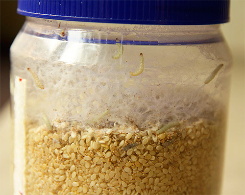 Il est interdit de traiter avec un aérosol les aliments dans lesquels se trouvent des larves de mites alimentaires. Il est interdit de traiter avec un aérosol les aliments dans lesquels se trouvent des larves de mites alimentaires.