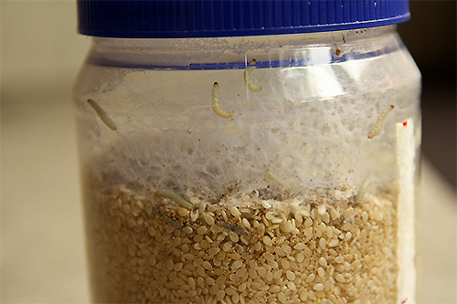 Il est impossible de repousser les larves de mites déjà apportées à la maison sur des vêtements ou dans des aliments
