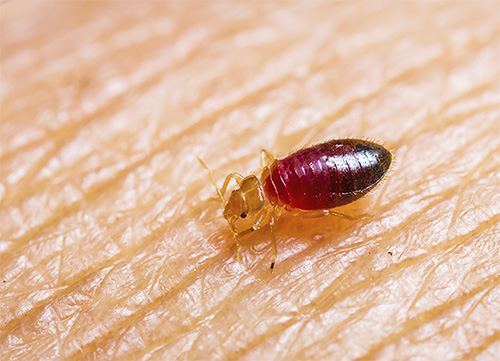 Les punaises de lit sont des insectes hématophages, il faut donc choisir une poudre insecticide à action de contact pour les éliminer. Les punaises de lit sont des insectes hématophages, il faut donc choisir une poudre insecticide à action de contact pour les éliminer.