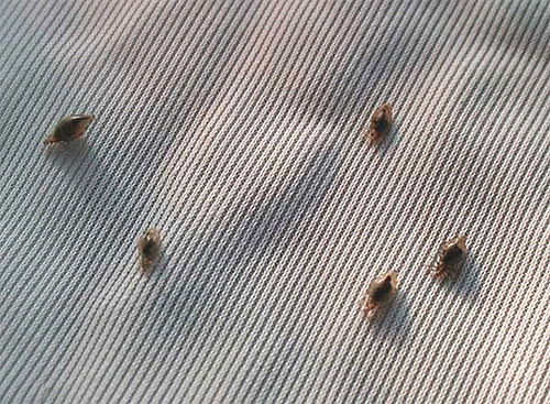 Poux de corps sur tissu
