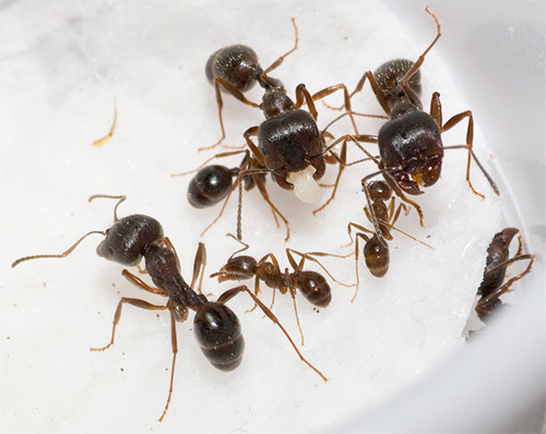 Sur la photo — des fourmis moissonneuses
