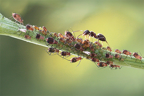 Même la vie des fourmis rousses des bois qui nous sont familières est pleine de caractéristiques intéressantes et peu connues de tous