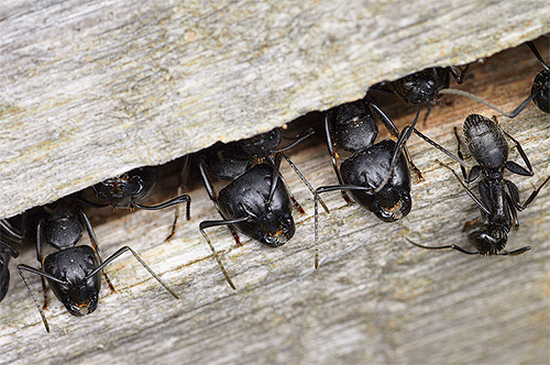 Les fourmis charpentières peuvent installer leurs fourmilières directement dans les arbres
