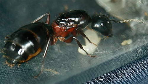 Reine de la fourmi charpentière à thorax rouge
