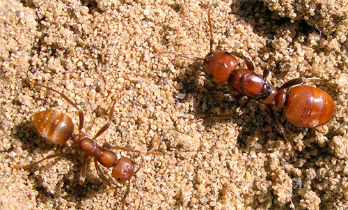 Dans une colonie de fourmis amazones, il n'y a pas d'ouvrières : il n'y a que des reines et des soldats.