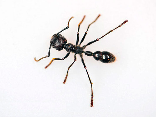Photographie de la fourmi balle de fusil
