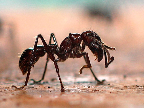 La fourmi balle de fusil peut supporter des températures si élevées que les autres insectes meurent rapidement