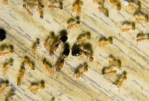 Les fourmis pharaons sont des nuisibles célèbres dans les appartements