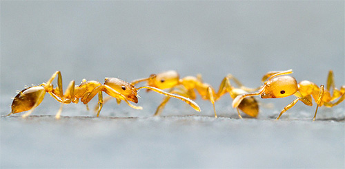 Photo de fourmis pharaons en gros plan