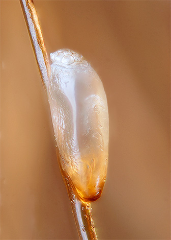 Photographie d'une lente sur un cheveu Photographie d'une lente sur un cheveu