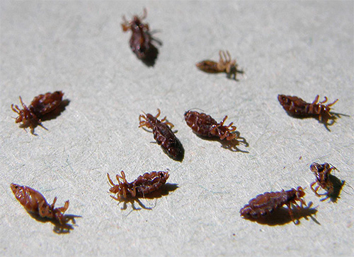Dans la plupart des cas, les poux ne sont découverts que plusieurs semaines après l'infestation