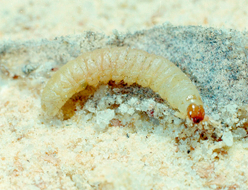 Larve de la mite alimentaire (pyrale de la farine) Larve de la mite alimentaire (pyrale de la farine)
