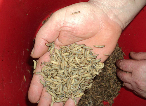 Sur la photo : des larves de fausse teigne de la cire Sur la photo : des larves de fausse teigne de la cire