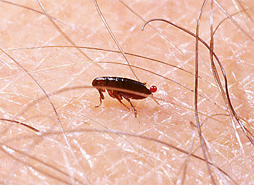 Puce en train de piquer Puce en train de piquer