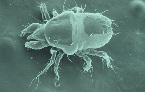 Photo de l'acarien de la gale au microscope Photo de l'acarien de la gale au microscope