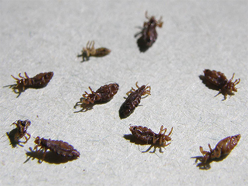 C'est précisément la combinaison du traitement antipoux et du peignage ultérieur des insectes et des lentes des cheveux qui donne un effet particulièrement puissant dans la lutte contre les parasites. C'est précisément la combinaison du traitement antipoux et du peignage ultérieur des insectes et des lentes des cheveux qui donne un effet particulièrement puissant dans la lutte contre les parasites.