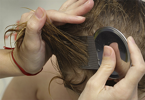 Il faut commencer à peigner les poux et les lentes avec un peigne à partir des racines mêmes des cheveux