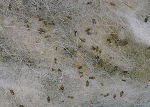 Accumulation de poux de corps dans l'isolant d'un vêtement Accumulation de poux de corps dans l'isolant d'un vêtement