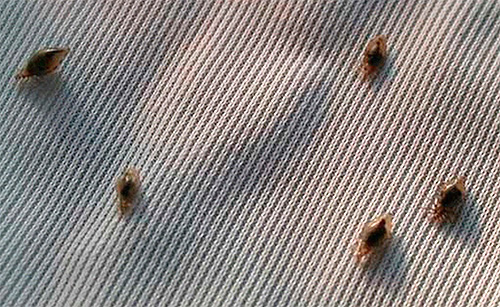 Poux de corps sur du tissu (adultes) Poux de corps sur du tissu (adultes)