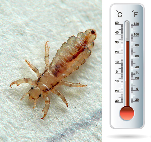 Les poux et les lentes sont assez sensibles au froid et aux températures élevées. Voyons comment cela peut être utilisé dans la lutte contre ces parasites.
