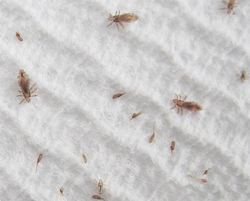 Il est pratique de peigner les poux et les lentes au-dessus d'un drap blanc. Il est pratique de peigner les poux et les lentes au-dessus d'un drap blanc.