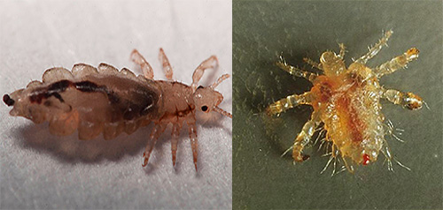 Découvrons quels types de poux parasitent l'humain Découvrons quels types de poux parasitent l'humain