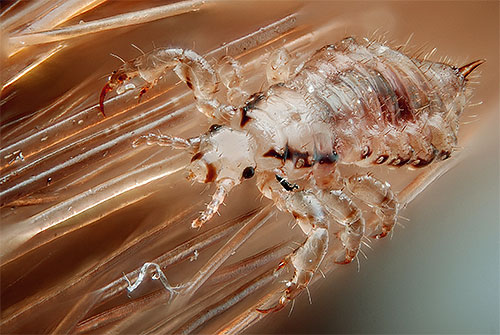 Voir un pou dans les cheveux en rêve peut indiquer des problèmes non résolus. Voir un pou dans les cheveux en rêve peut indiquer des problèmes non résolus.